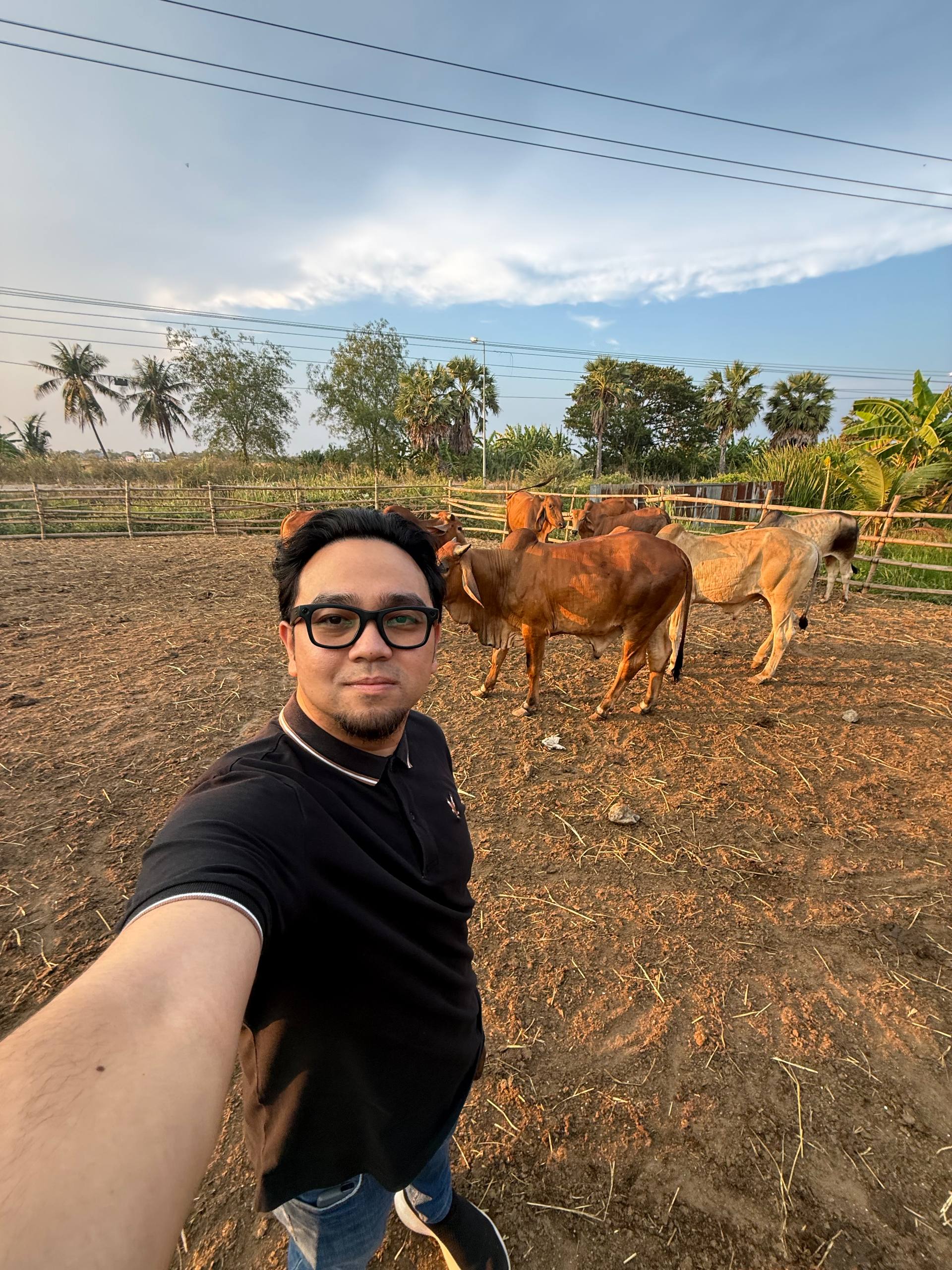 Operasi pembiakan lembu