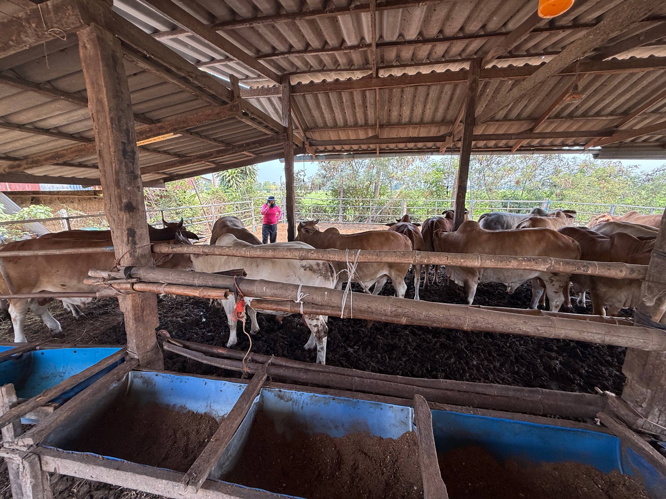 Operasi lembu di lapangan