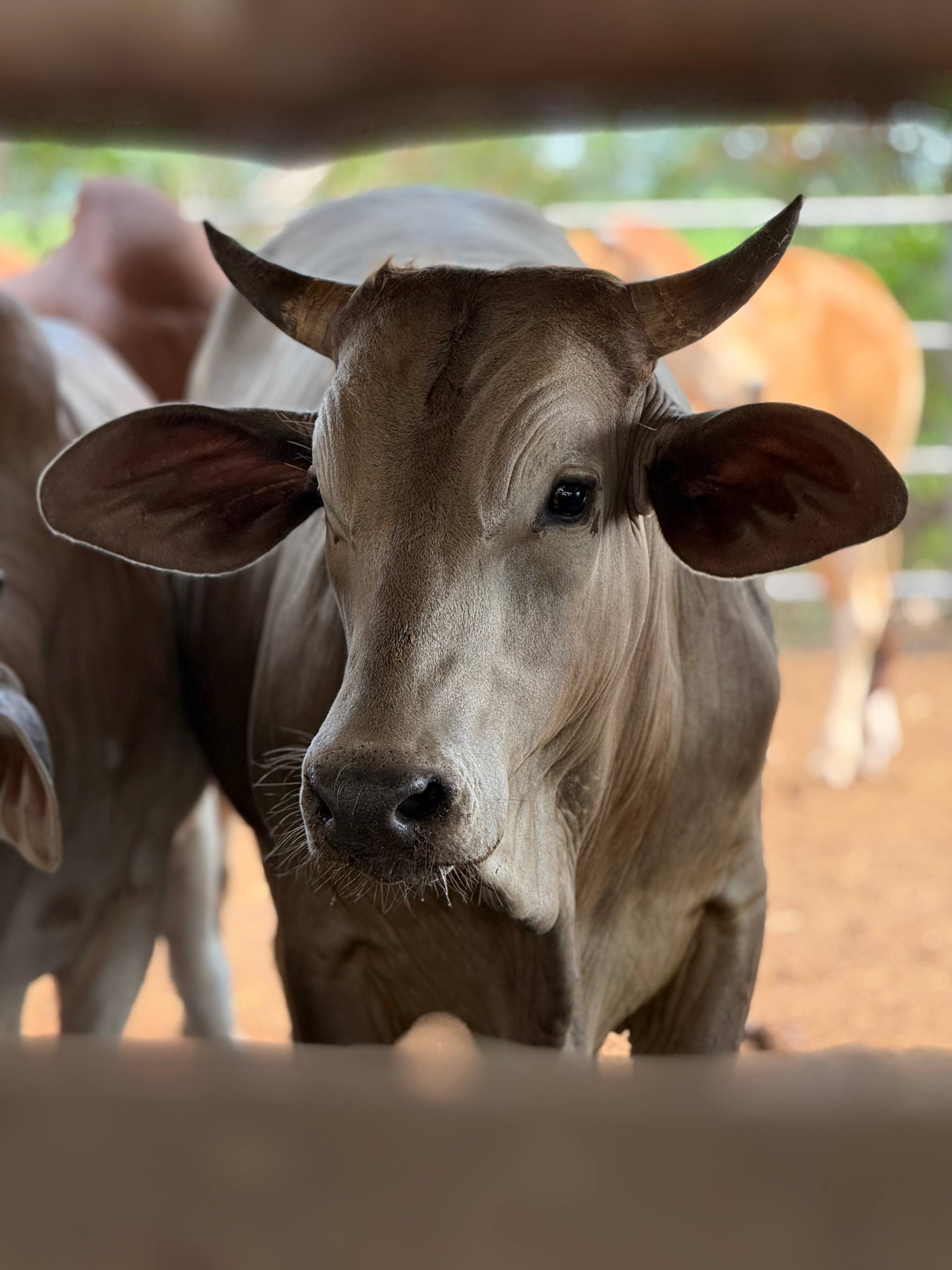Pemantauan ternakan feedlot