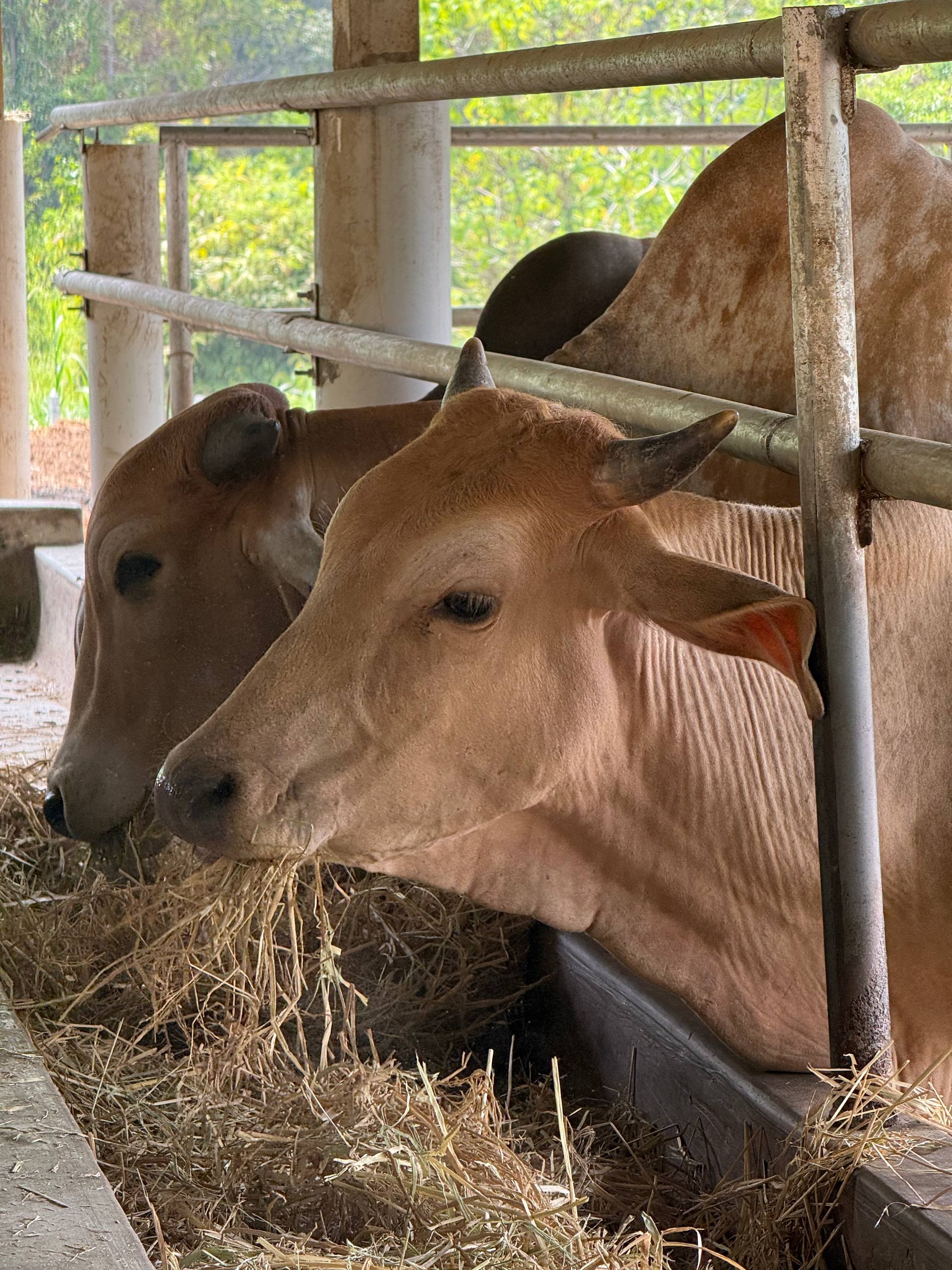 Operasi feedlot lembu
