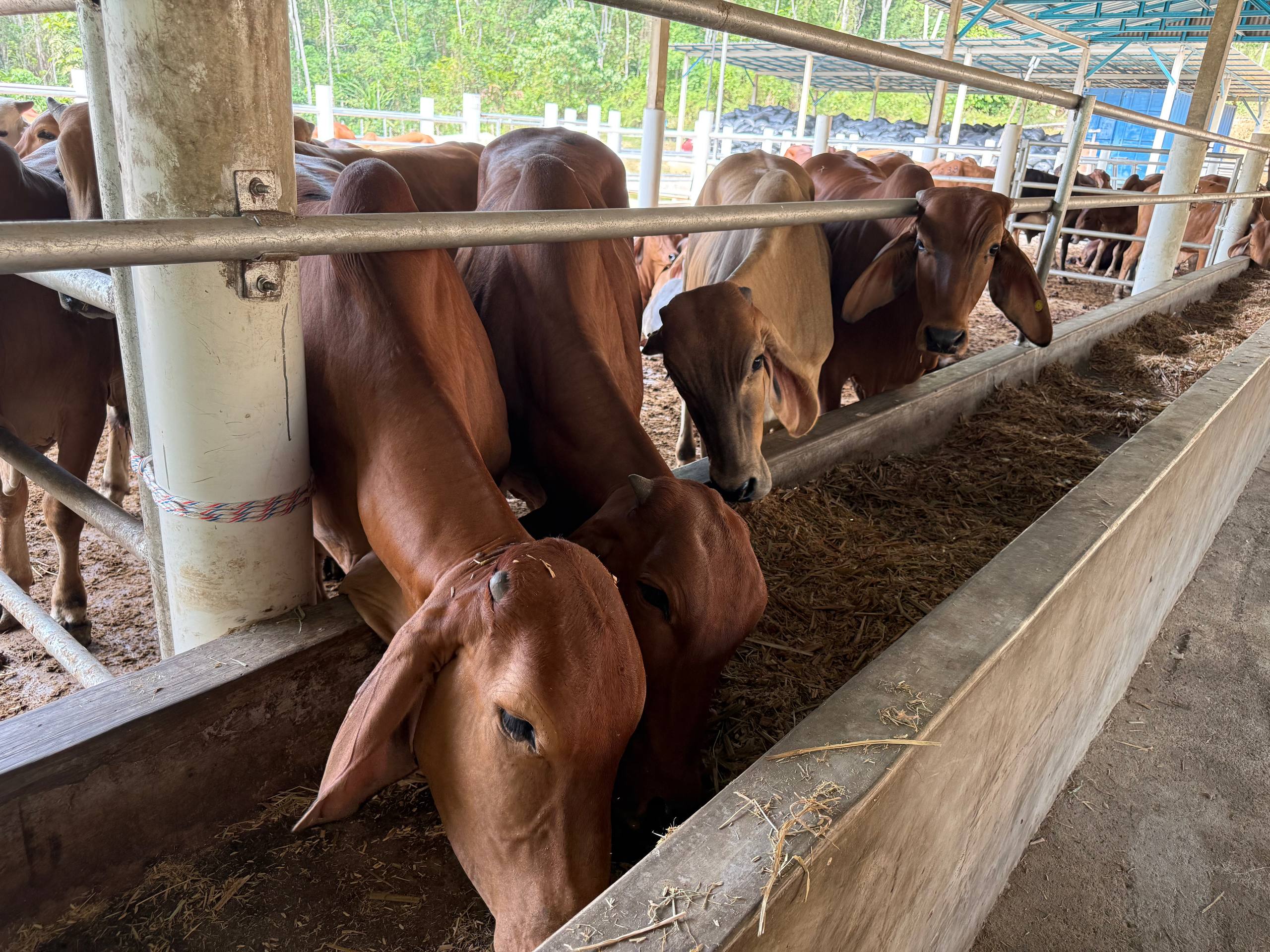 Pengurusan ternakan di feedlot