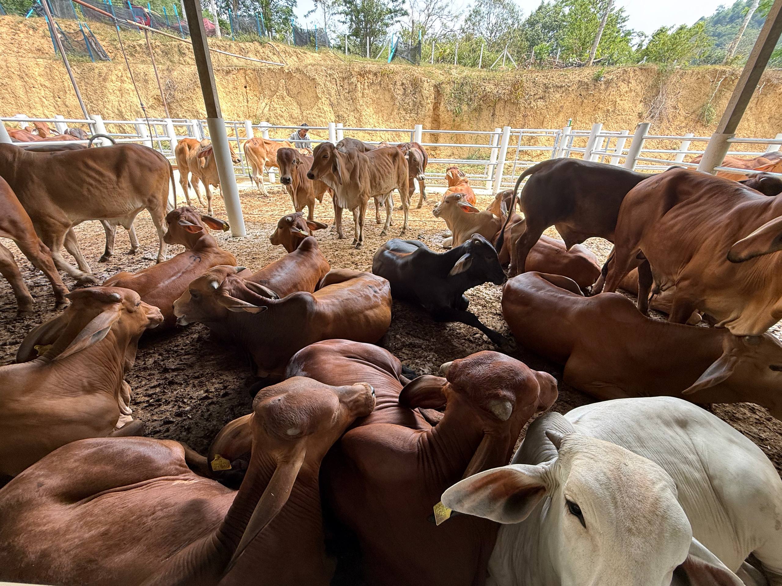 Aktiviti lapangan feedlot